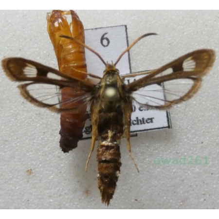 Chamaesphecia palustris Kautz, 1927 Przeziernik bagienny Slovakia6